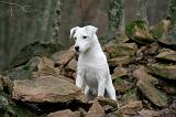 PARSON RUSSEL TERRIER 205